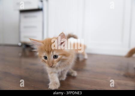 Aktives Norwegisches Waldkatzenkätzchen Stockfoto