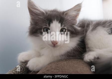 Porträt eines Norwegischen Waldkatzenkätzchens Stockfoto