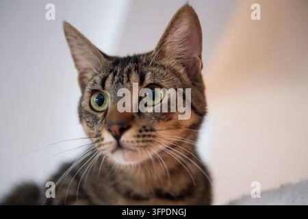 Porträt einer jungen getigerten europäischen Kurzhaarkatze Stockfoto