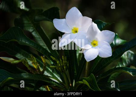 Zwei zarte weiße Blüten von Tabernaemontana divaricata (Krapp-Jasmin) blühen mit goldenen Mittelpunkten, eingerahmt von glänzenden grünen Blättern in natürlicher Eleganz. Stockfoto