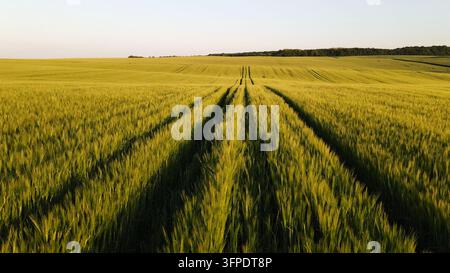Grünes Weizenfeld mit Traktorspuren, die sich durch eine hügelige Agrarlandschaft in der Goldenen Stunde schlängeln Stockfoto