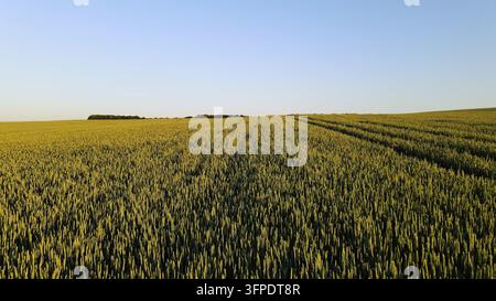 Weizenfeld mit grünen Jungpflanzen, die unter einem klaren blauen Himmel wachsen, Agrarlandschaft mit Traktorspuren im Sommer Stockfoto