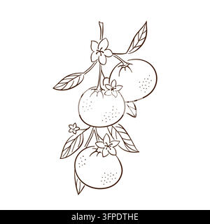 Mandarine, die an einem belaubten Zitruszweig wächst. Botanische Fruchtillustration im zarten gravierten Linienstil. Zitrusfrüchte, frische Produkte und gesunde Ernährung Stock Vektor
