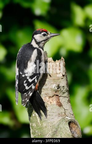 Buntspecht (Dendrocopos major, Picoides major), Jungvogel, Nordrhein-Westfalen, Deutschland Stockfoto