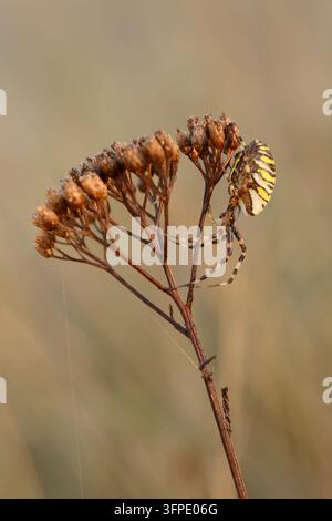Wespenspinne (Argiope bruennichi), Weibchen, Nordrhein-Westfalen, Deutschland Stockfoto