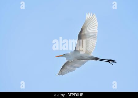 Weißer Seeadler (Ardea alba), im Flug, Nordrhein-Westfalen, Deutschland Stockfoto