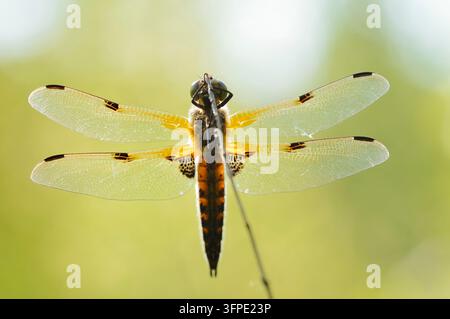 Vierfleckige Schmalflügler (Libellula quadrimaculata), Weibchen, Nordrhein-Westfalen, Deutschland Stockfoto