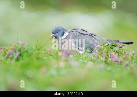 Ringeltaube (Columba Palumbus), North Rhine-Westphalia, Deutschland Stockfoto