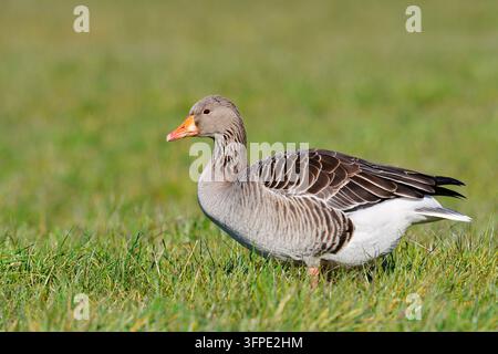 Eine graue Gans (Anser anser) steht auf einer Wiese, Nordrhein-Westfalen, Deutschland Stockfoto