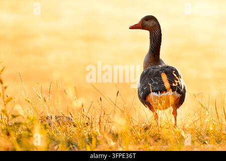 Eine graue Gans (Anser anser) steht im Gegenlicht auf einer Wiese, Nordrhein-Westfalen, Deutschland Stockfoto