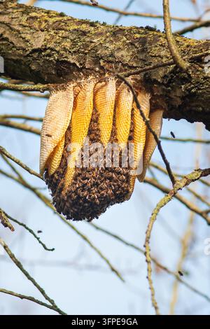 Wilde Honigbienen gruppieren sich auf freiliegendem goldenem Honigwaben, der unter einem Ast in einer natürlichen Außeneinstellung hängt. Stockfoto