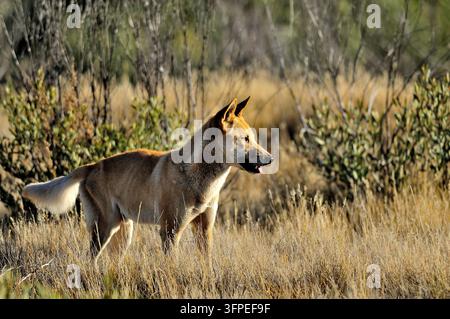 Dingo, Canis lupus dingo, Macdonell Ranges, Northern Territory, Australien. Stockfoto