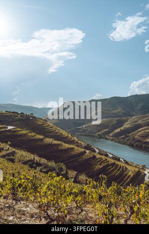 Pittoreske Weinberge von Valença do Douro entlang des majestätischen Douro-Flusses, Portugal Stockfoto