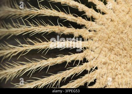 Goldener Kugelkaktus, Echinocactus grusonii, Schwiegermutters Stuhl Stockfoto