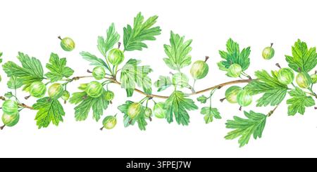 Nahtlose Aquarellbordüre aus grünen Stachelbeerzweigen mit frischen Beeren und Blättern. Isoliertes horizontales botanisches Muster-element für Verpackungskunst Stockfoto