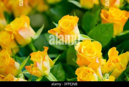 Bouquet von gelben Rosen Stockfoto