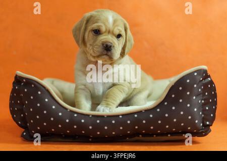 Ein Puggle-Welpe sitzt in seinem Hundebett Stockfoto