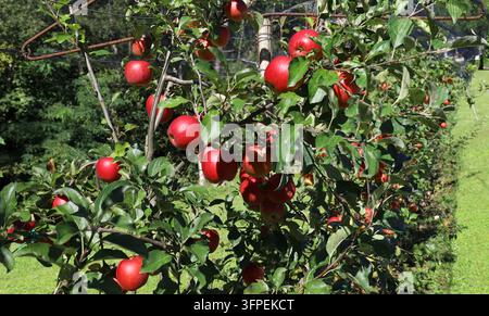 Reife rote Delicious-Äpfel hängen an Bäumen in einer Reihe eines Obstgartens. Stockfoto