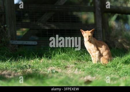 Oriental Shorthair Katze rot gesprenkelt sitzend im Gras Stockfoto