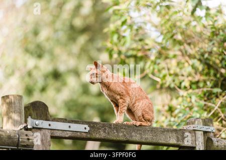 Oriental Shorthair-Katze sitzt auf einem Tor im Garten Stockfoto