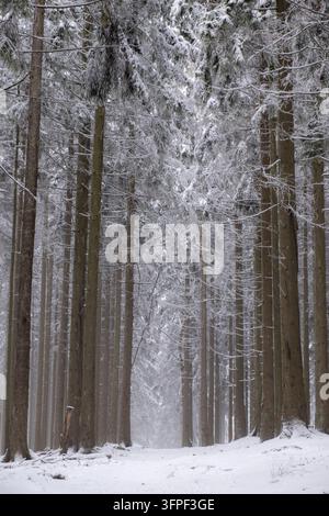 Gelassene schneebedeckte Nadelwald mit nebligem Pfad, perfekt für Winter-, Natur- und Urlaubs-Kommerzprojekte. Stockfoto