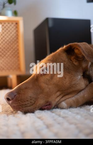Nachdenklicher brauner Hund liegt auf weichem Teppich mit warmem Umgebungslicht, perfekt für Haustierpflege- und Lifestyle-Konzepte. Stockfoto