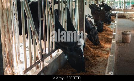 Gruppe von schwarzweißen Holstein-Kühen, die frisches Futter entlang des Futtertrogens in einer Farm-Scheune für die Landwirtschaft und Viehfütterung fressen c Stockfoto