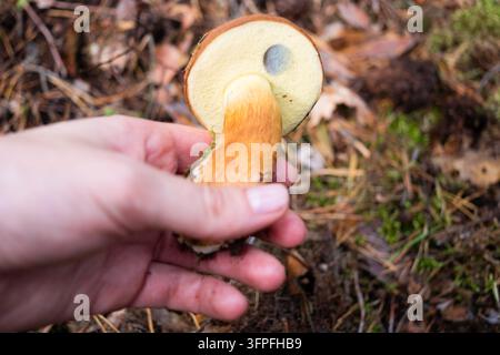 Frau hält einen frisch gepflückten Imleria badia-Pilz aus dem Wald, braunen Baypilz mit rötlich-braunem Stiel und Poren, die beim Berühren blau werden Stockfoto