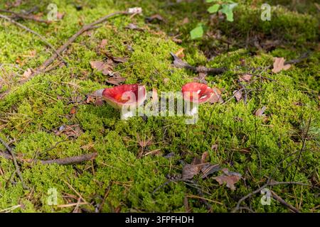 Zwei alternde rote Rubelpilze mit Insektenbeschädigungen, die auf dem Waldboden wachsen Stockfoto