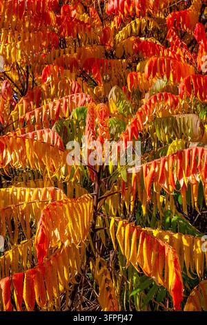 Lebendiges Herbstlaub eines Sumachbaums zeigt feurige rot-orange und goldgelbe Blätter in warmen saisonalen Farben Stockfoto