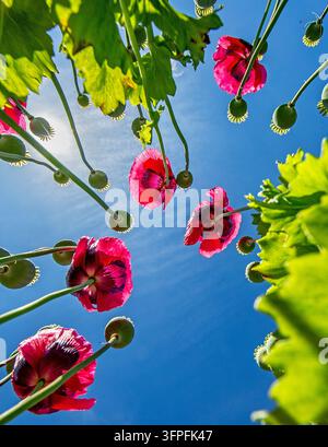 Schaut nach oben zu leuchtend roten Mohnblumen in voller Blüte mit zartem grünen Laub vor einem sonnenbeschienenen klaren blauen Himmel Stockfoto