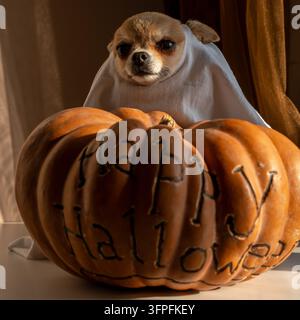 Süßer Chihuahua-Hund, der für die Halloween-Feier als Geist verkleidet ist und hinter einem großen Kürbis mit dem Text „Happy Halloween“ sitzt. Stockfoto