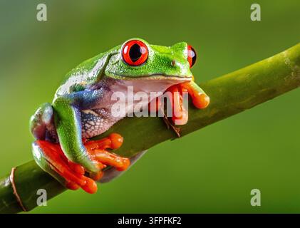 Rotäugiger Baumfrosch mit hellgrüner Haut und lebhaften orangefarbenen Füßen, der auf einem Bambusast sitzt und in die Kamera zu lächeln scheint Stockfoto