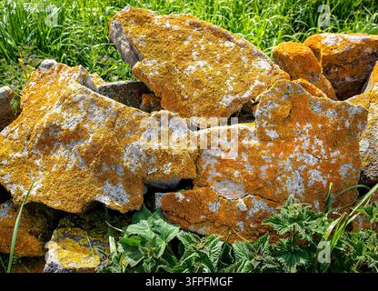 Helloranger Rindenflechten bedecken verwitterte Küstenfelsen, umgeben von grünem Gras und Wildpflanzen Stockfoto
