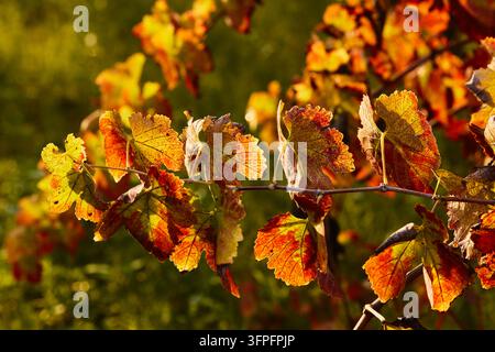 Nahaufnahme eines horizontalen Weinrebenzweigs, bedeckt mit lebhaften goldenen, orangefarbenen und roten Herbstblättern, die von warmem Sonnenlicht auf unscharfem natürlichem Hintergrund beleuchtet werden Stockfoto