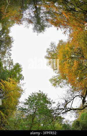 Buchenhain-Baldachin im Herbst Stockfoto