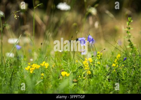 Lotus corniculatus und Campanula patula blühen gemeinsam in einer natürlichen Sommermauer, mit gelbem Vogelscherbe und violettblauen Glockenblumen. Stockfoto
