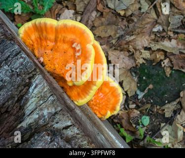 Hühnchen des Waldes (Aetiporus sulphureus) Pilz (auch bekannt als Hühnchenpilz, Schwefelregenschirm, Schwefelporling) auf umgestürzter Eiche in Großbritannien Stockfoto