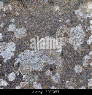 Flechten auf einer verwitterten Stein- oder Betonoberfläche - Hintergrund-Bannerbild Stockfoto