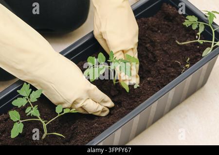 Hände in gelben Gartenhandschuhen, die junge grüne Setzlinge in Erde pflanzen. Gartenhintergrund für den Heimgemüseanbau, Frühjahrspflanzung einer Pflanze Stockfoto