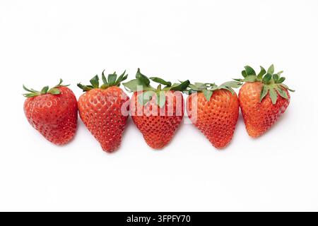 Fünf frische rote Erdbeeren, die in einer geraden Reihe auf weißem Hintergrund angeordnet sind. Sommerfruchtkomposition für gesunde Ernährung, Vitamine und Natur Stockfoto