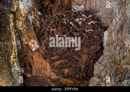 Hennenhaut / Schafskopf / Schafskopf / Maitake (Grifola frondosa / Polyporus frondosus) Fruchtkörper von Speisepilz am Baumstamm im Herbst Stockfoto