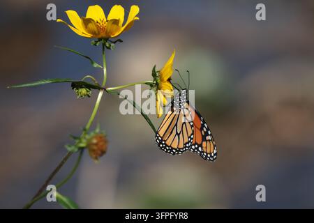 Ein lebendiger Monarchfalter ruht auf hellgelben Wildblumen, wunderschön isoliert vor einem weichen, dunklen Hintergrund in der Wildnis. Stockfoto