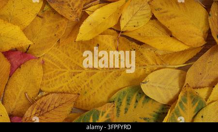 Verschiedene Herbstblätter in Gelb-, Rot- und Grüntönen sind auf einer Holzoberfläche ausgebreitet. Die Blätter zeigen verschiedene Formen und Größen, die typisch für th Stockfoto