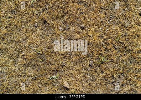 Oberansicht von trockenem goldenem Gras und kleinen Steinen auf Berggelände im westlichen Tian Shan, Usbekistan, Ende Mai, Texturreferenz. Stockfoto