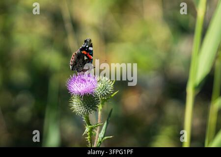 Cirsium vulgare, Speerdistel, in Blüte mit einem Roten Admiralschmetterling (Vanessa atalanta), der auf ihrem lebhaften violetten Blütenkopf ruht. Stockfoto