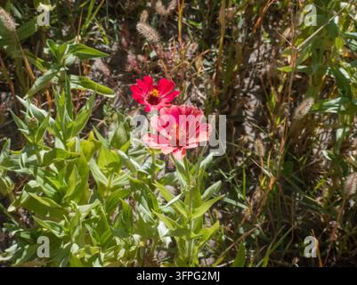 Top-Down-Nahaufnahme einer einzelnen korallenroten Zinnia-elegans-Blüte, die neben einer unscharfen roten Blume in einem Gartenbeet blüht. Stockfoto