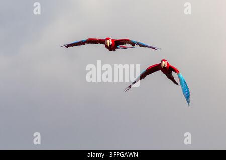 Scharlachara fliegen vor blauem Himmel und weißen Wolken sowie grauem Himmel in Almere, Flevoland, den Niederlanden. Stockfoto