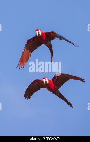 Scharlachara fliegen vor blauem Himmel und weißen Wolken sowie grauem Himmel in Almere, Flevoland, den Niederlanden. Stockfoto