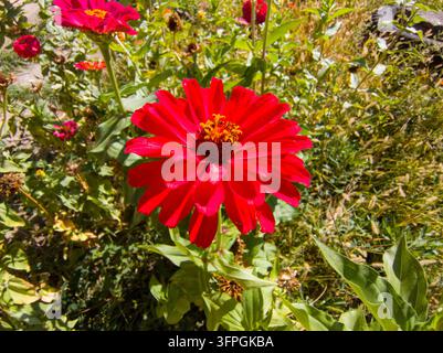 Nahaufnahme einer großen, leuchtend roten Zinnia elegans, die in einem üppigen grünen Gartenbeet im sonnigen Herbst blüht Stockfoto